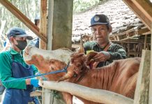 Cegah Penyebaran PMK Pada Ternak, Pemerintah Siapkan 800 Dosis Vaksin