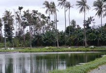 DPMPTSP Jepara Bungkam Saat Dikonfirmasi Soal Perizinan Tambak Udang Karimunjawa