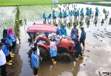 PGN dan BRIN Garap Lahan Pesisir Jepara dengan Padi Biosalin