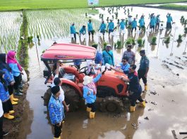 PGN dan BRIN Garap Lahan Pesisir Jepara dengan Padi Biosalin