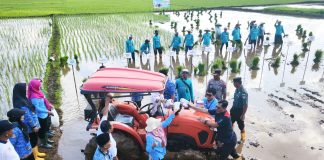 PGN dan BRIN Garap Lahan Pesisir Jepara dengan Padi Biosalin